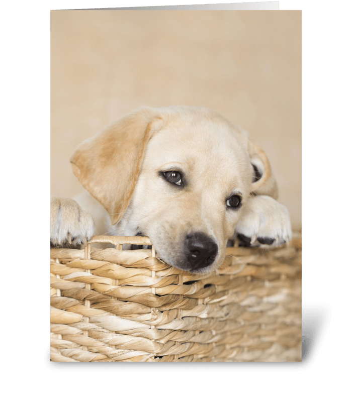 Lab Puppy Natural Any Occasion greeting card