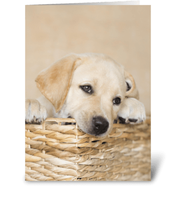 Lab Puppy Natural Any Occasion greeting card