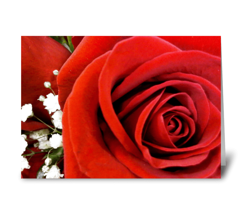 Anniversary Rose  greeting card