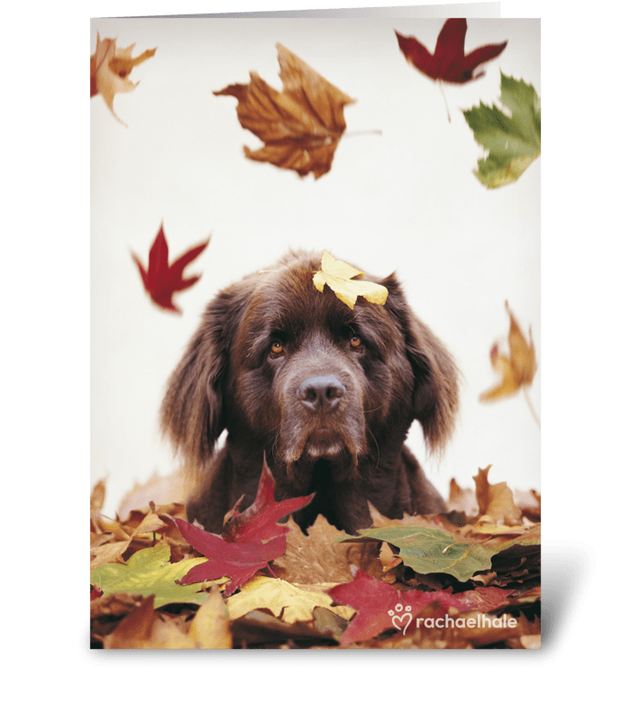 Happy Thanksgiving! greeting card