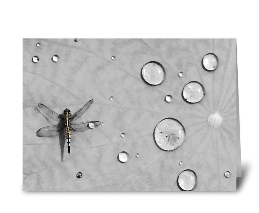 Dragonfly greeting card