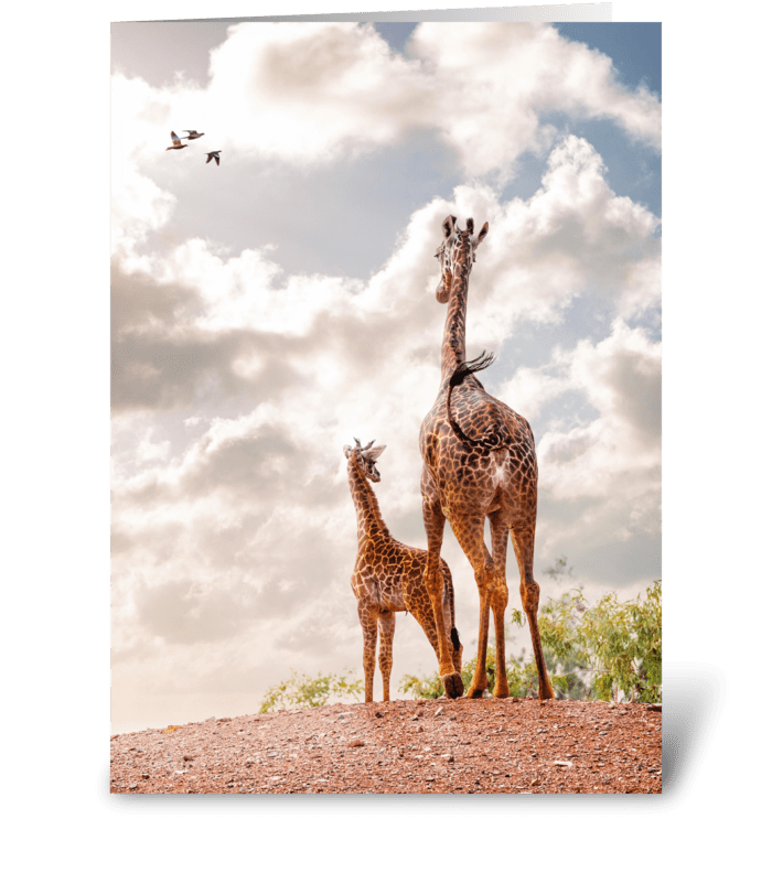Mother Giraffe and Calf Together greeting card