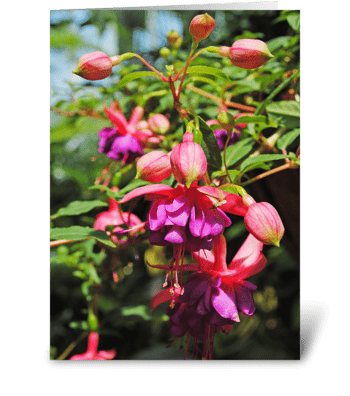 Fuchsia Blooms greeting card