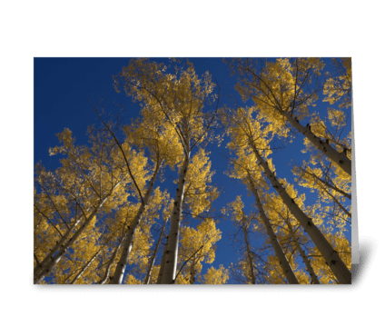 Fall in Colorado greeting card