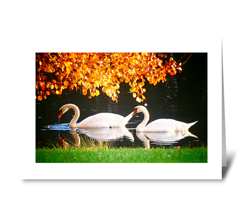 Swan Lake greeting card