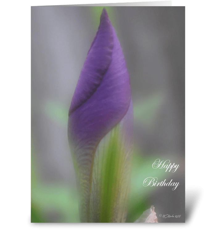 Purple Lily Bud Birthday Card greeting card