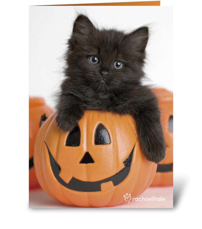 Kitty in Pumpkin greeting card