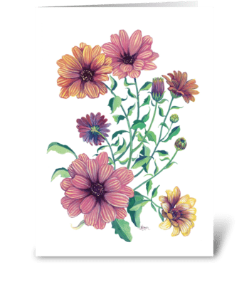 Cape daisy blossoms greeting card