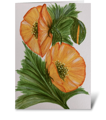Poppies  greeting card