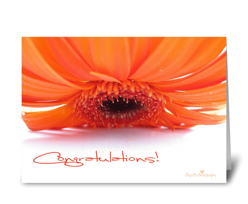 Congratulations with orange Gerbera greeting card