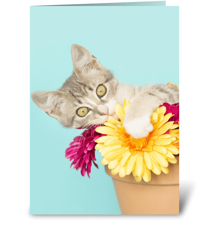 Silly kitten in Flower Pot greeting card