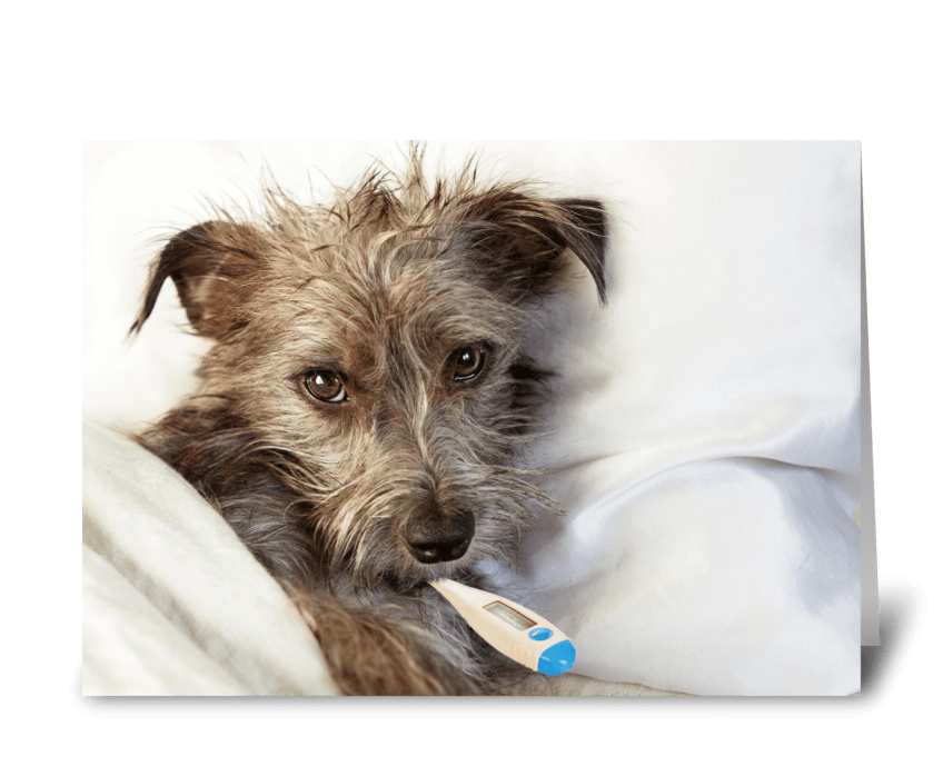 Cute Sick Dog in Bed greeting card