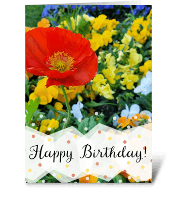 Poppy birthday card greeting card
