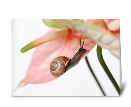 Snail on flower greeting card
