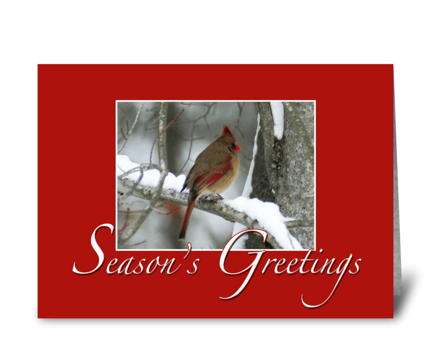 Redbird Season's Greetings greeting card