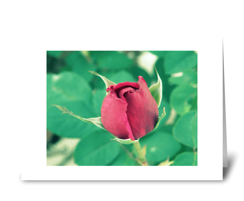 Elegant Red Rose  greeting card