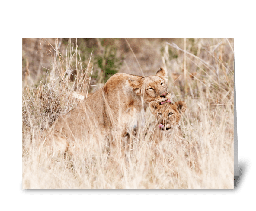 Mother Lion Caring For Cub Mothers Day greeting card