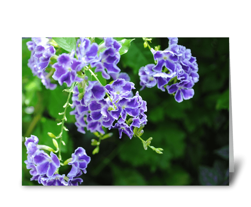 Purple Blooms greeting card
