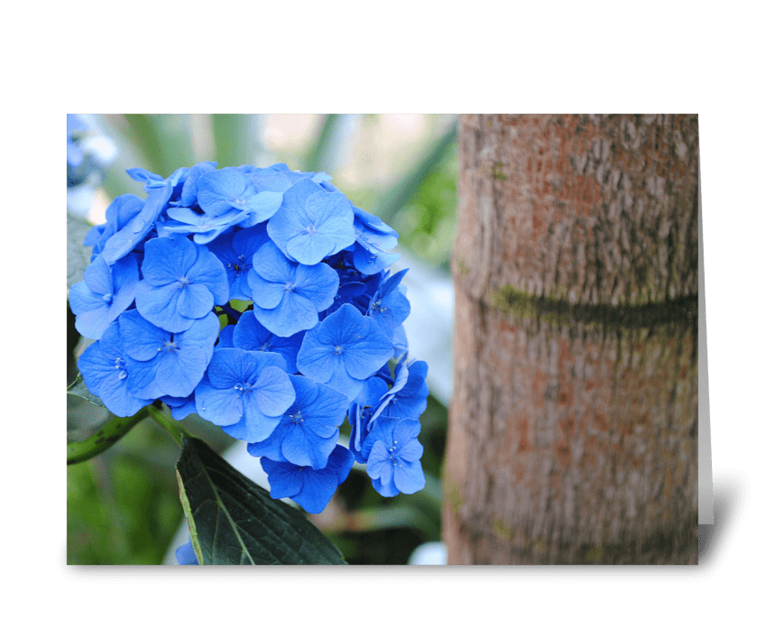 Blue Hydrangea greeting card