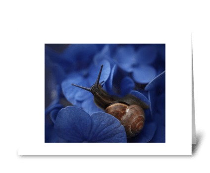 Snail on hydrangea greeting card