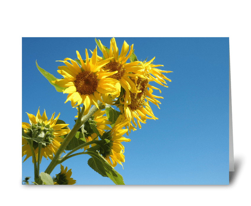 Sunflowers, Blue Sky greeting card