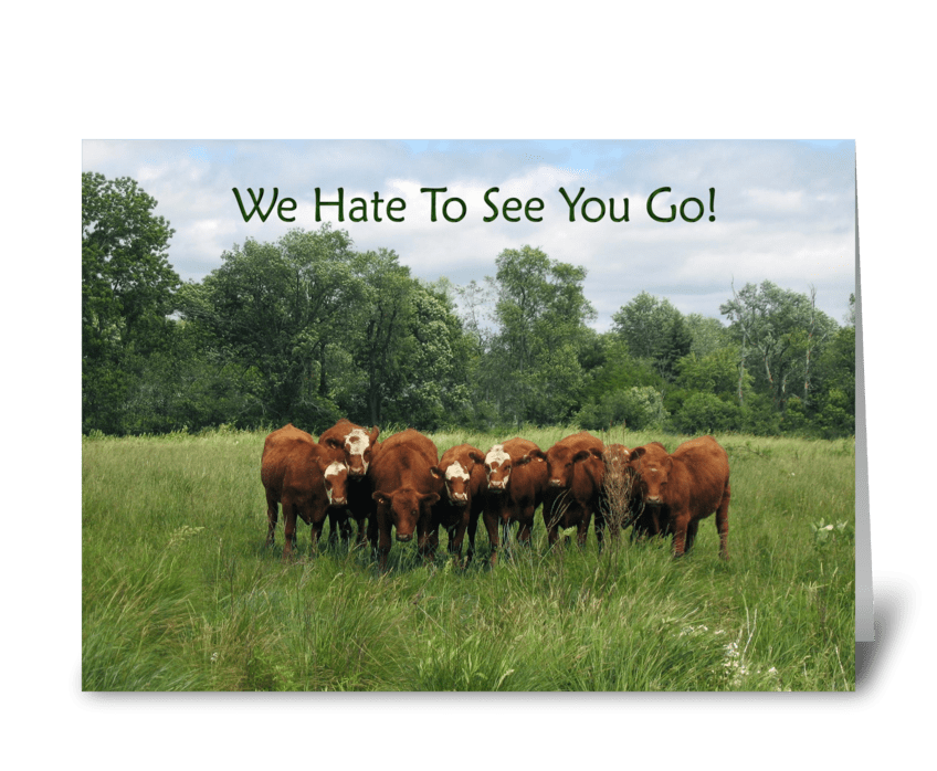 Cows Farewell from Group  greeting card