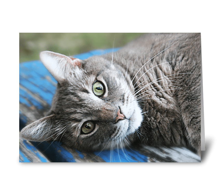 Cat eyes greeting card