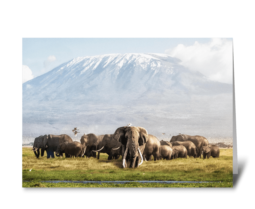 Elephants in Amboseli, Kenya greeting card