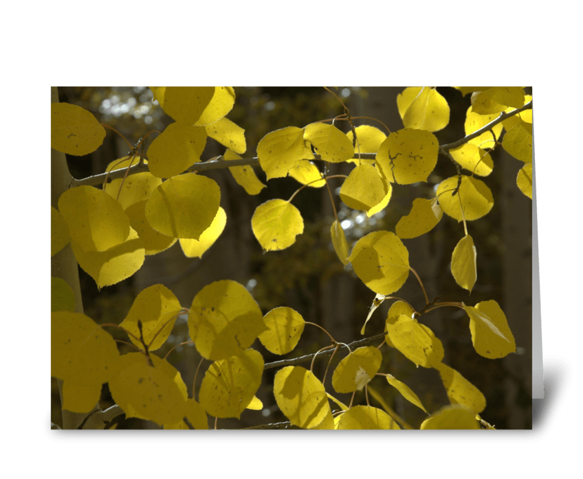 Fall Color greeting card