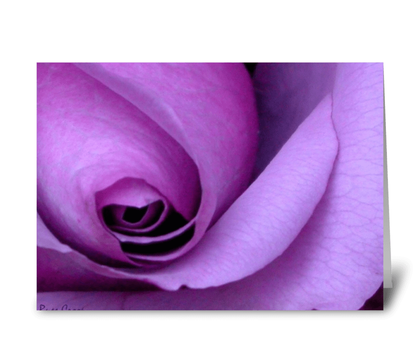 Purple Rose greeting card