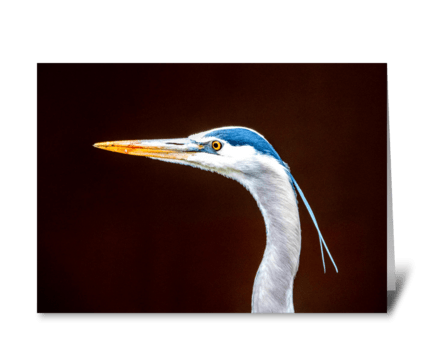 Golden Gate Park Heron with head plumes. greeting card