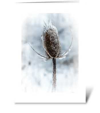 Cold beauty. greeting card