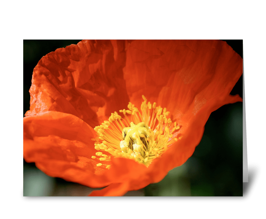 Orange Poppy greeting card