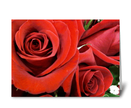 Love Rose greeting card